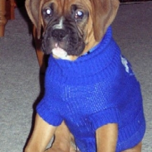 Rex
