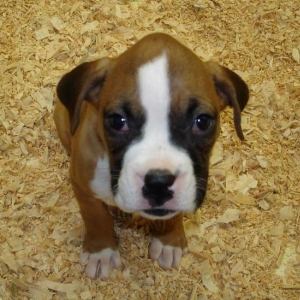 The first time we saw Millie, 8 weeks