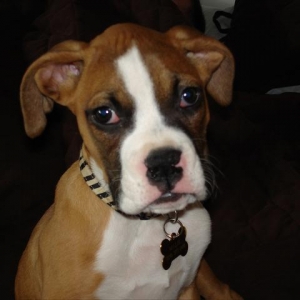 Millie at 12 weeks, getting so big!