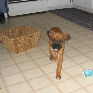 10 weeks Old