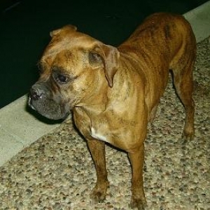 Boxer Dog - Sasha