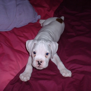Casper on my bed