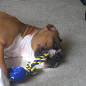 Biting on this is hard work, I think i'll take a nap