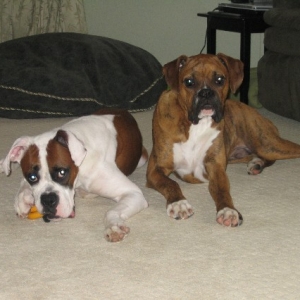 Havoc and Mayhem