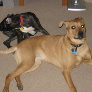 DOGS001