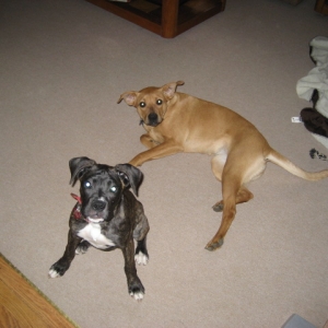 DOGS003