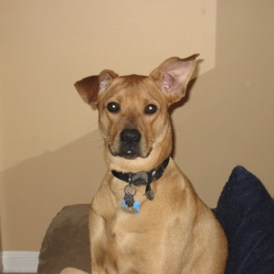 DOGS006