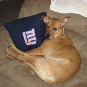 DOGS009