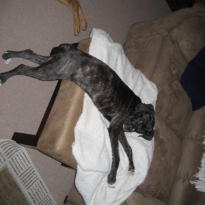 DOGS017