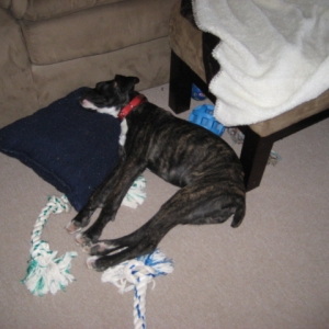 DOGS020