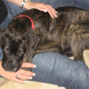 DOGS025