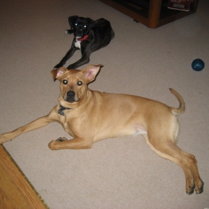 DOGS027