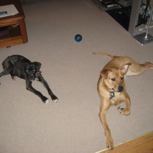 DOGS026