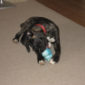 DOGS013