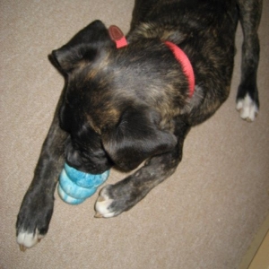 DOGS015