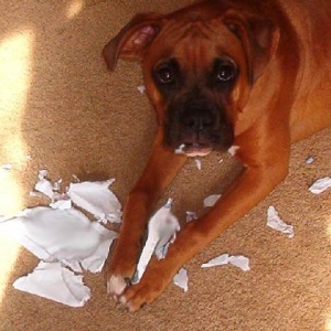 NOPE not ME !!.... I didn't do IT ! NOPE hut uh nope, no way