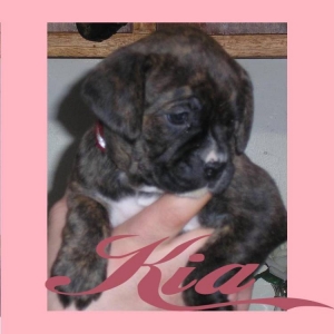 Our Puppy, Kia
