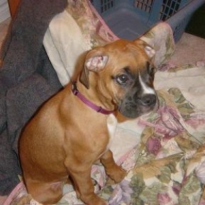 Mangus_2007-03-25