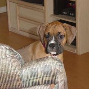 Mangus_on_Chair_001