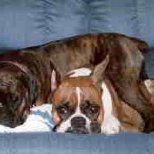 Piper and Theo AKA Pip and Dur