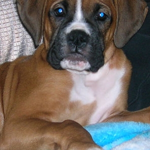 What a handsome boy. :)