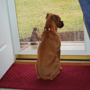 Daisy sits and waits for daddy to get home!