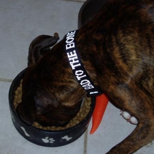 bad to the bone collar