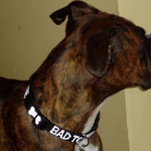 Really Bad to the Bone Dog