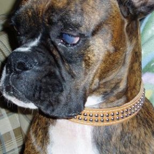 Foremans new leather collar