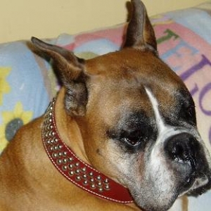 Harleys new leather collar!!!