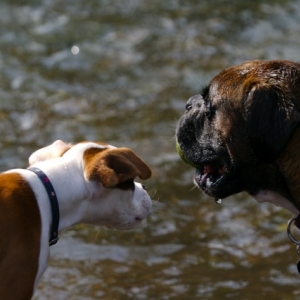 Ruby's first trip to the river