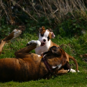 Rough & Tumble