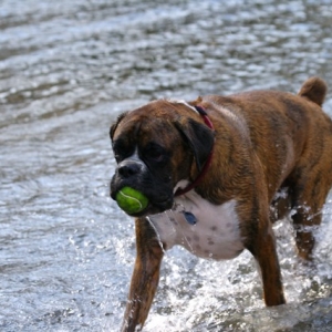 Harry In the Water, He loves it!