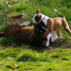 Top Dog!