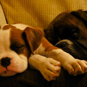 sleeping Beauty