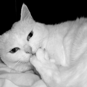 My cat Kitski