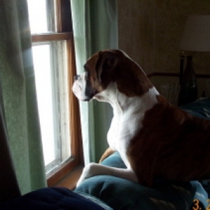 waiting patiently