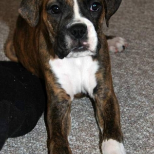 Java at 11 weeks