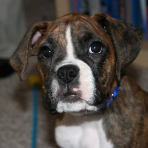 Java's head shot