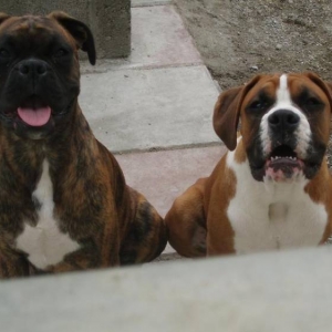the boys