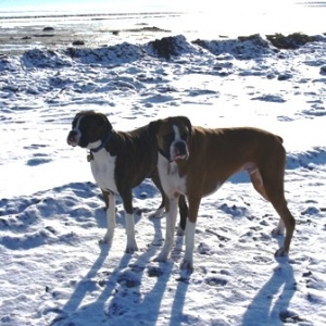 Snowy Beach