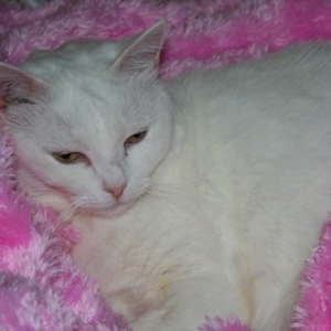 Kitski on Lucy's new blanket