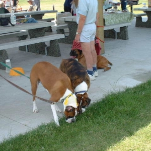 Boxer Picnic in Langley