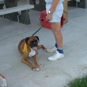 Boxer Picnic in Langley