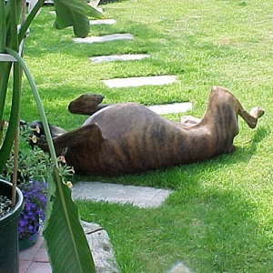 Diego *sunning*
