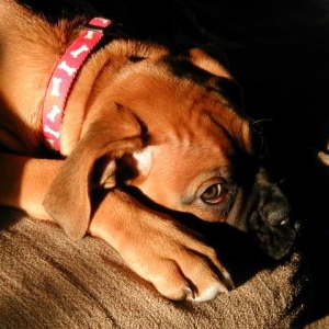 Maggie on Couch