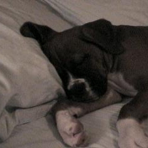Samson Sleeping