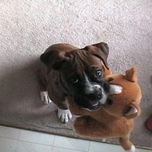 Samson
