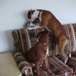 Dogs and Cat