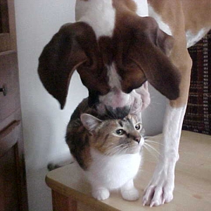 Meeting Callie Cat for First Time